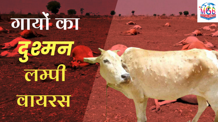 लम्पी वायरस की वजह से सैंकड़ों पशुओं की मौत